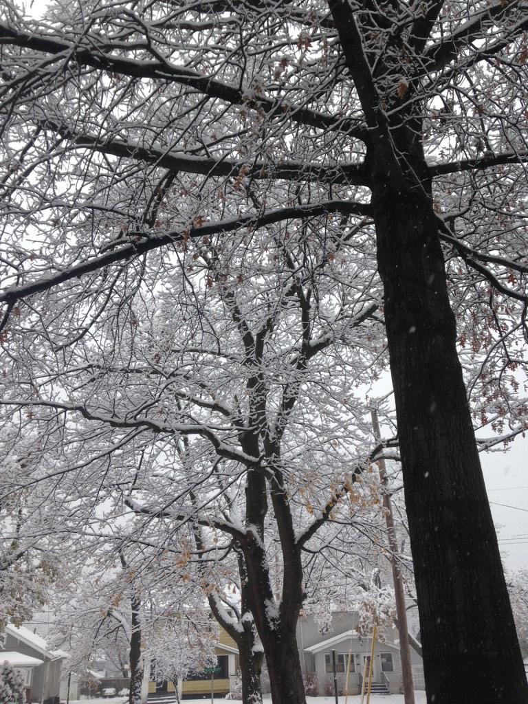 Freshly fallen snow on the trees (and power lines) of a Northeast Ohio neighborhood.