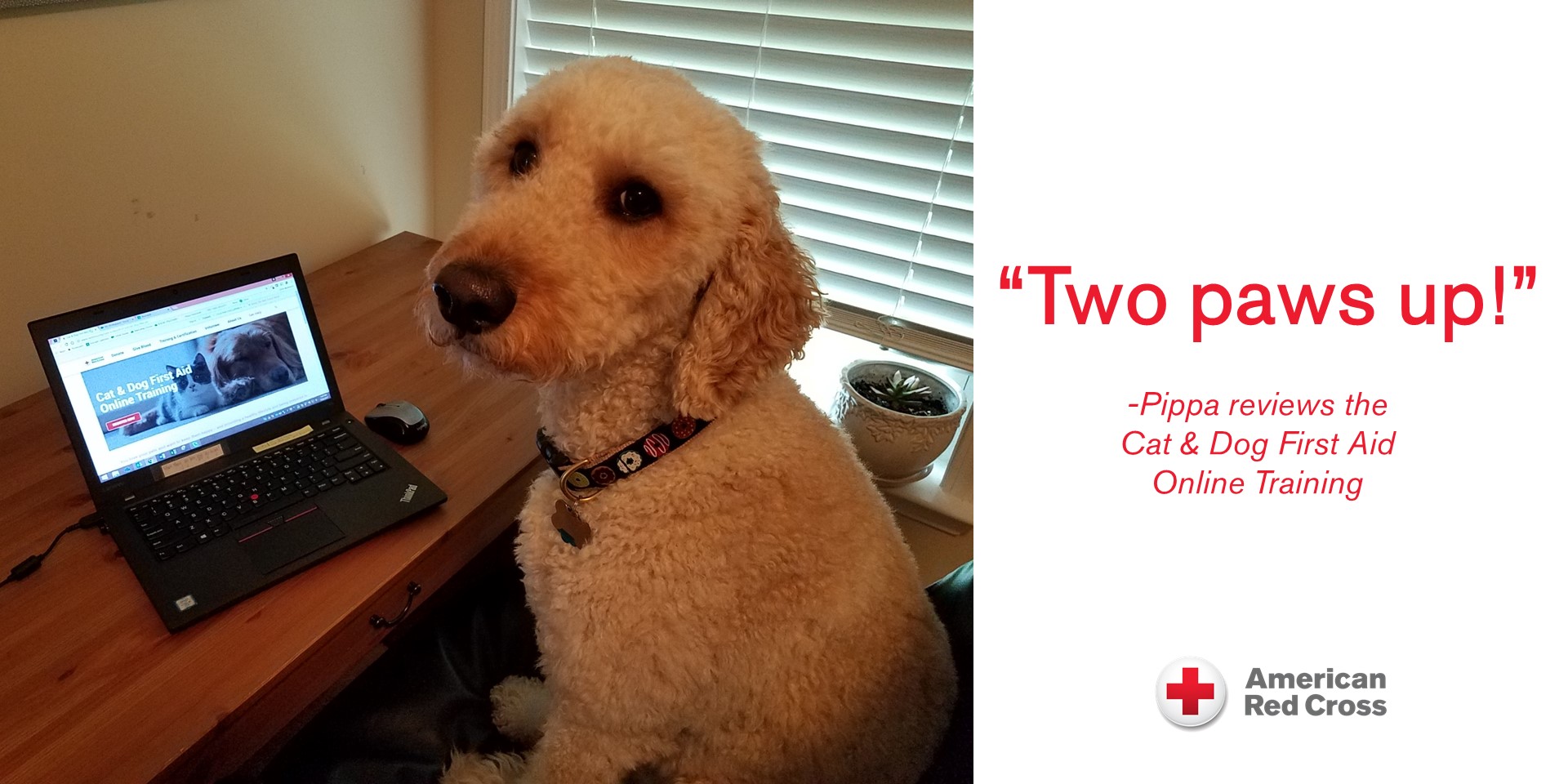 Pippa_CatDogFirstAid (002)