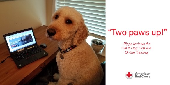 Pippa_CatDogFirstAid (002)