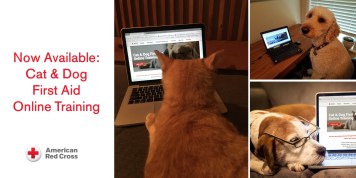 Trio_CatDogFirstAid