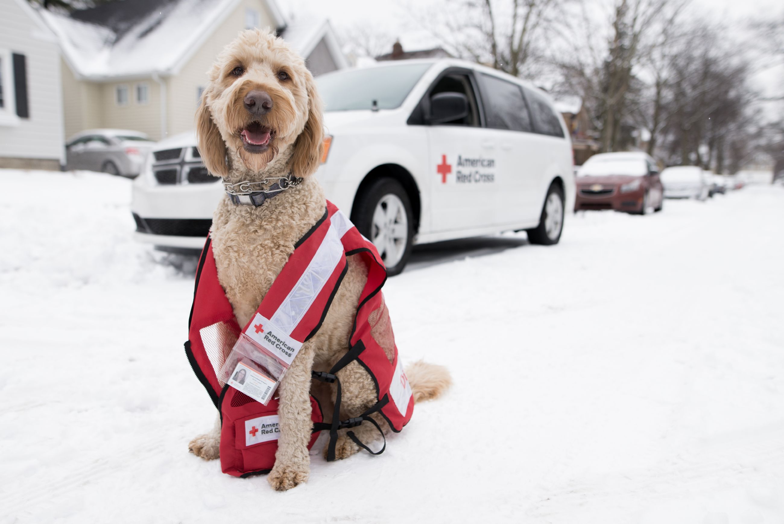 Red Cross pet photo 2018