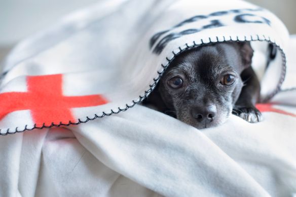 Red Cross pet photo 2018
